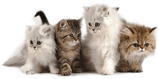 Engelska länkar om kattungar och katträd